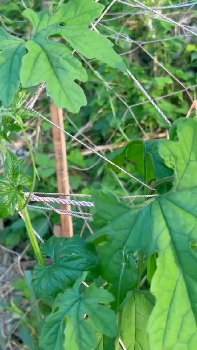 暑い日が続いきますが、植物達は元気に成長中です🌱
涼しい日や時間に作業を進めています🌻🍉
失敗もしますが、たくさんの人に教えてもらいながら私達も成長中です。
命に直結する「食」の魅力は奥深いですね。#ナカガワフーズ #熊本 #熊本の会社 #ひまわり#野菜#mica
